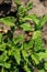 Colorado potato beetle Leptinotarsa decemlineata on young potato plants