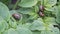 Colorado potato beetle on potato leaves