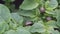 Colorado potato beetle on potato leaves