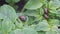 Colorado potato beetle on potato leaves