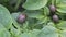 Colorado potato beetle on potato leaves