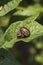 Colorado potato beetle potato leaves, Leptinotarsa decemlineata