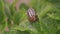 Colorado potato beetle on potato sprouts