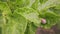 Colorado potato beetle on potato sprouts