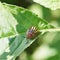 Colorado potato beetle in potatoes leaves