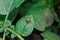 Colorado potato beetle sits on a green leaf of potato, eaten leaves are visible