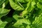 A Colorado potato beetle sits on a green potato leaf in close-up. Leptinotarsa decemlineata. The invasion of pests threatens the