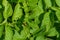 A Colorado potato beetle sits on a green potato leaf in close-up. Leptinotarsa decemlineata. The invasion of pests threatens the