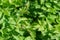 A Colorado potato beetle sits on a green potato leaf in close-up. Leptinotarsa decemlineata. The invasion of pests threatens the