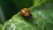 The Colorado potato beetle sits on a potato leaf close. Generative AI.