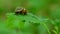 Colorado potato beetle sitting on a green leaf and birds singing