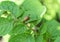 Colorado potato beetle sitting on the green leaves. Grow organic potato.