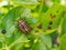 Colorado potato beetle sitting on a pitted potato leaf. Protecting this agricultural plant from pests. Close-up. A bright