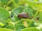 Colorado potato beetle sitting on a pitted potato leaf. Protecting this agricultural plant from pests. Close-up. A bright