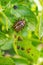 Colorado potato beetle sitting on a pitted potato leaf. Protecting this agricultural plant from pests. Close-up. A bright vertical