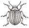 Colorado potato beetle tattoo art. Potato bug.Leptinotarsa decemlineata. Dot work tattoo. Insect drawing.