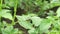 Colorado potato beetles on bush of potato. Pests causing damage to agriculture