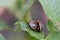 Colorado potato beetles on green leaf potato reproduction