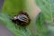 Colorado potato beetles on green leaf potato reproduction