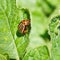 Colorado potato bug eats potatoes leaves