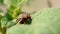 Colorado potato striped beetle - leptinotarsa decemlineata is a serious pest of potatoes plants