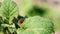 Colorado potato striped beetle - leptinotarsa decemlineata is a serious pest of potatoes plants