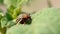 Colorado Potato Striped Beetle - Leptinotarsa Decemlineata Is A Serious Pest Of Potatoes Plants
