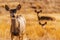 Colorado Prairie Elks