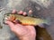 Colorado River cutthroat trout, Oncorhynchus clarkii