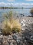 Colorado River at Needles, California