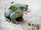 Colorado river toad 2