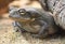 Colorado River Toad Bufo alvarius