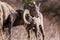 Colorado Rocky Mountain Bighorn Sheep