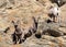 Colorado Rocky Mountain Bighorn Sheep - Band of Young Rams