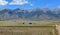 Colorado, San Luis Valley: Cattle Farms at the Foothills of Sangre de Cristo Mountain Range