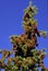 Colorado Spruce Seed Cones  58845