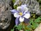 Colorado State Flower Columbine Close up