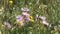 Colorado summer purple flowers