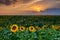 Colorado Sunflowers At Sunset