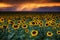 Colorado Sunflowers At Sunset