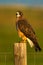 Colorado Swainson`s Hawk