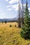 Colorado Weminuche Wilderness Meadow Scenery