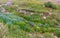 Colorado Wild Flowers