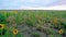 Colorado Wildflowers at Pawnee National Grasslands