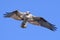 Colorado Wildlife - American Osprey in Flight Against a Clear Blue Sky