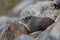 Colorado wildlife mountain marmot