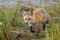 Colorado Wildlife - Red Fox On The Hunt In A Marsh