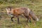 Colorado Wildlife - Red Fox On The Hunt In A Marsh