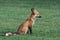 Colorado Wildlife - Red Fox Taking a Nap