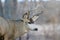 Colorado Wildlife. Wild Deer on the High Plains of Colorado. Mule deer buck